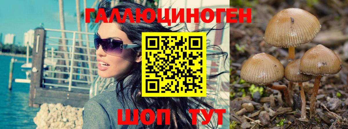 Галлюциногенные грибы Psilocybe  Псилоцибиновые грибы мицелий  Абинск  Вход с VPN 